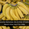 Your Favorite Bananas Are At Risk Of Extinction – Here’s How You Can Help