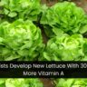 Scientists Develop New Lettuce With 30 Times More Vitamin A