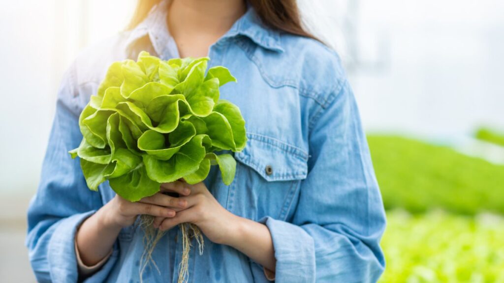 Scientists Develop New Lettuce With 30 Times More Vitamin A